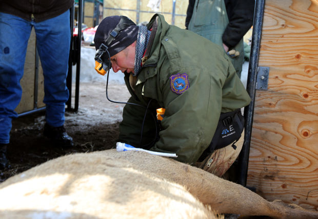 Elk Brucellosis Study